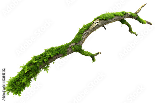 Lush green moss on a weathered branch, capturing the essence of woodland beauty against a transparent background 
