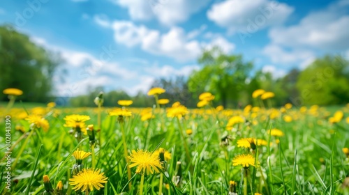 Beautiful colourful flowers in summer garden with sunflowers © Syahrul Zidane A