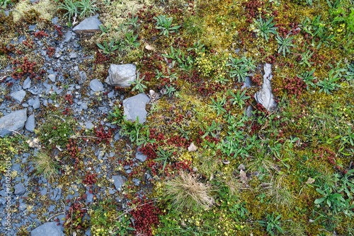 moss on gray rocks