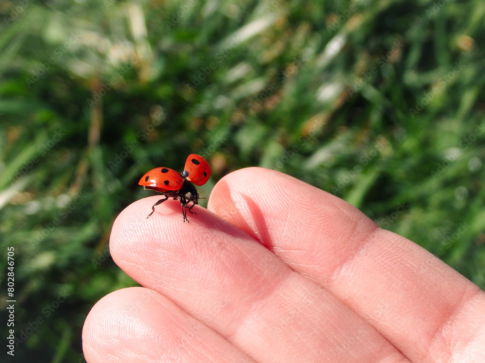 Photo of a ladybug in women's hands against a background of green grass. Ladybird landing on a hand. Photo of a ladybug in women's hands against a background of green grass. Ladybird landing on a hand.