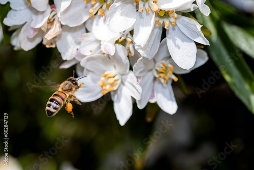 Une abeille se pose sur une fleur pour la butiner.