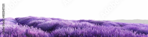 Surreal Purple Lavender Fields with White Gradient Background