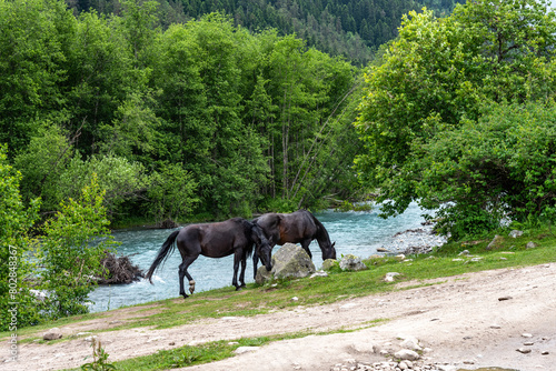 Horses graze in the mountains near the river. Horses rest on the bank of a river in the Caucasus Mountains. © Ekaterina Loginova