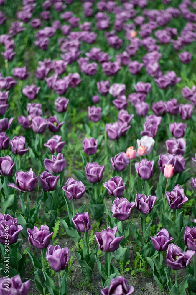 Fototapeta premium Purple tulips in the field. Background of spring tulips
