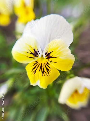  yellow pansy flower close up