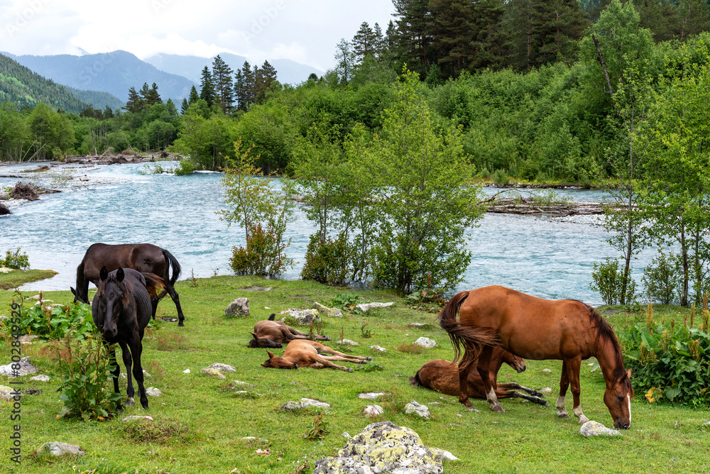 Horses graze in the mountains near the river. Horses rest on the bank of a river in the Caucasus Mountains.