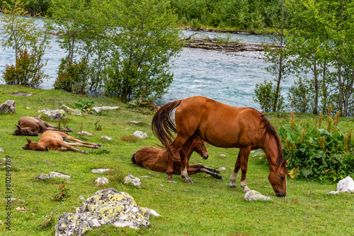Horses graze in the mountains near the river. Horses rest on the bank of a river in the Caucasus Mountains.