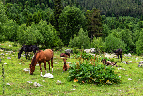 Horses graze in the mountains near the river. Horses rest on the bank of a river in the Caucasus Mountains.