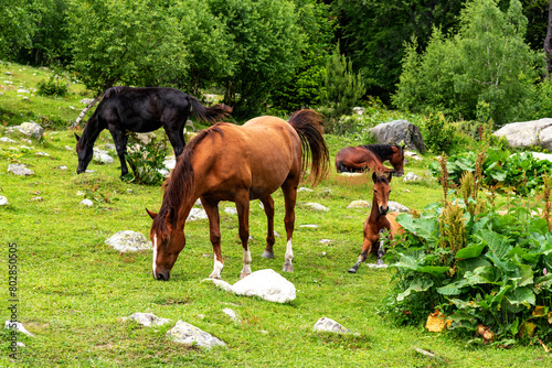 Horses graze in the mountains near the river. Horses rest on the bank of a river in the Caucasus Mountains.