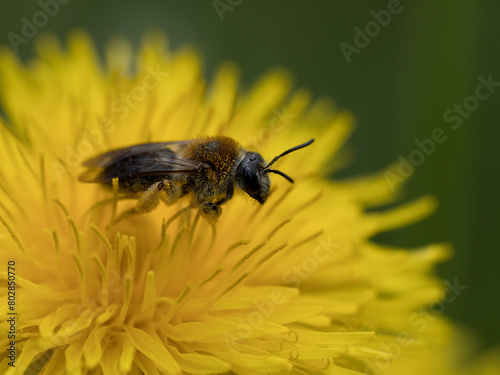 Biene auf gelber Blüte 4:3
