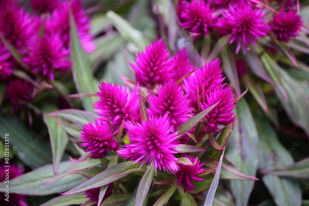 Fototapeta premium flores