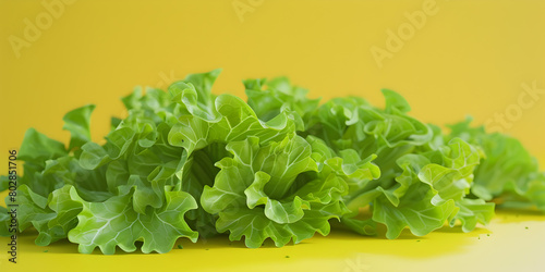 Curly lettuce isolated on yellow background. Fresh green salad leaf background. Useful One natural Celery. 



