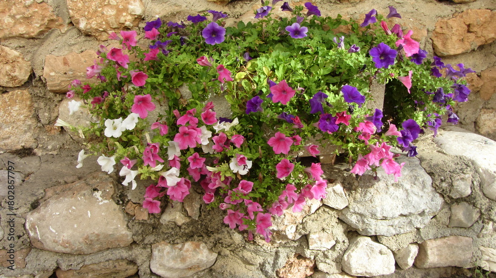 flores flores