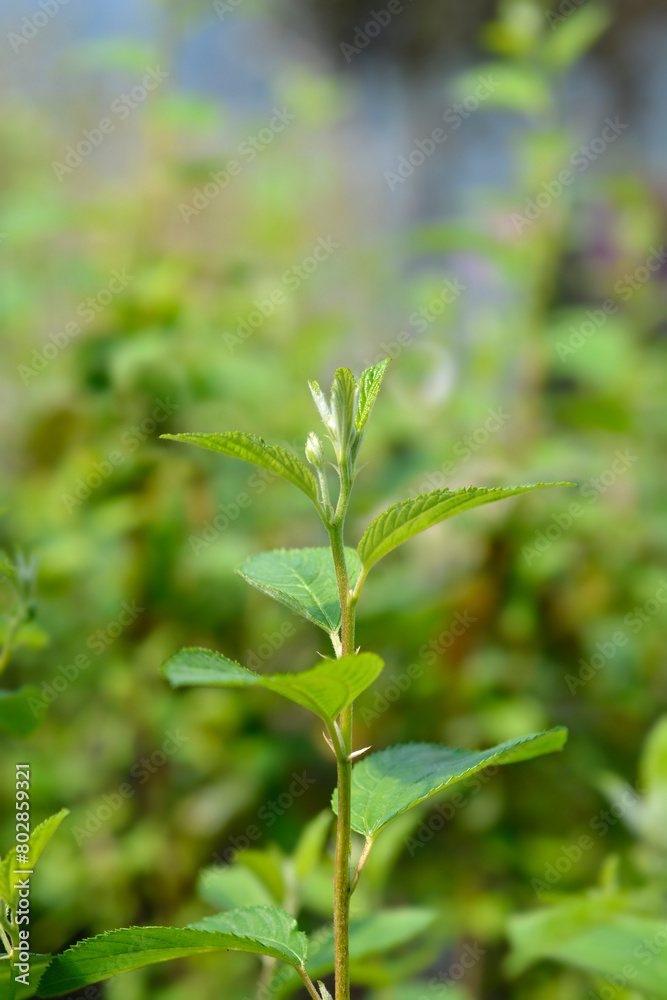 Californian lilac Glorie de Versailles leaves Californian lilac Glorie de Versailles leaves