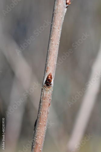 Sweet cherry Regina branch with buds