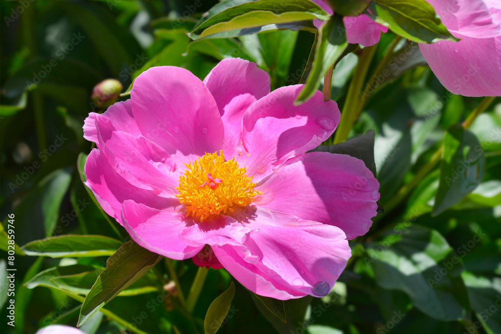 Fragrant peony flower Fragrant peony flower