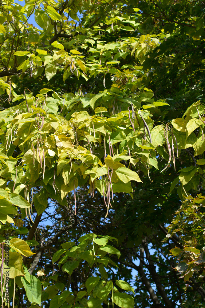 Fototapeta premium Common catalpa branches with seed pods and leaves