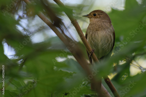 trush nightingale on a branch photo