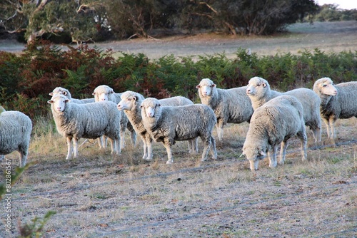 Fototapeta Naklejka Na Ścianę i Meble -  Sheep grazing in South Australian rural landscape