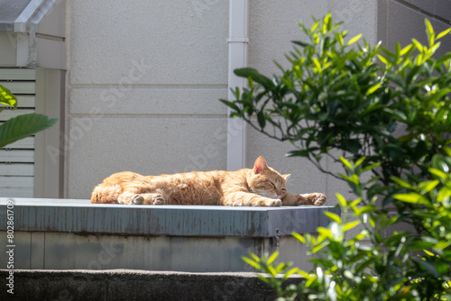 日当たりのよい物置小屋の屋根で寝る野良猫