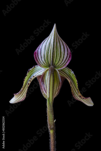 Back side closeup view of purple green and white flower of lady slipper orchid species paphiopedilum fowliei isolated on black background