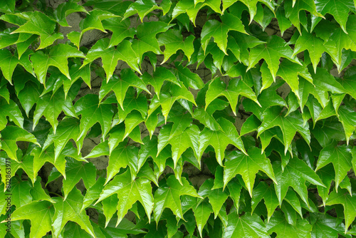 Wall covered with Boston ivy (Parthenocissus tricuspidata)