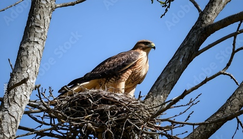 a hawk building a nest in the branches of a tree upscaled 4