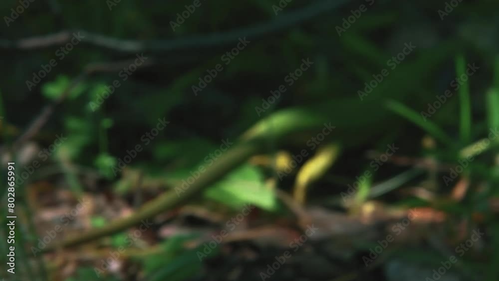 European green lizard sunbathing in the undergrowth in close-up footage European green lizard sunbathing in the undergrowth in close-up footage