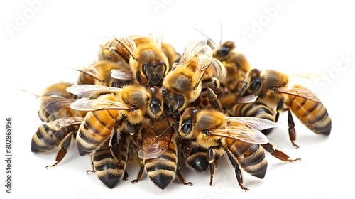 A flock of honey bees on a white background. Honey Bees Swarm: Transparent Background