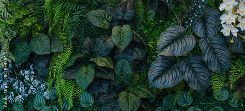Group of dark green tropical leaves background, Nature Lush Foliage Leaf Texture, tropical leaf.