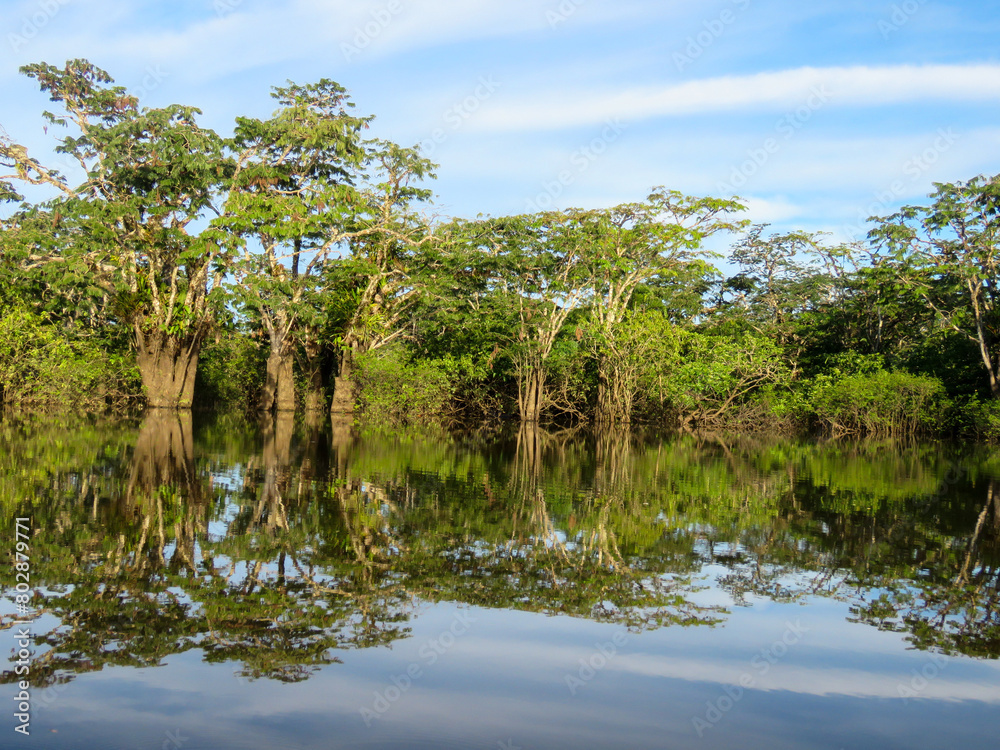 amazon river and rainforest