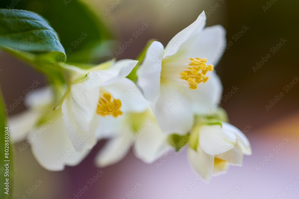 close up with flower of (Philadelphus coronarius) close up with flower of (Philadelphus coronarius)