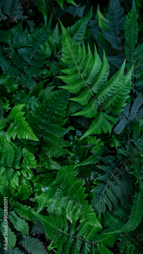 Tropical green leaves background  Nature Wall Lush Foliage Leaf Texture  Vertical image.