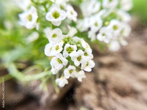 White Alyssum flowers close -up