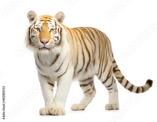 Albino Tiger auf vier beinen isoliert auf wei  en Hintergrund  Freisteller 