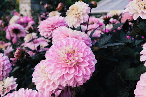 Beautiful pastel pink dahlia flowers in full bloom in the garden, close up. Natural floral background.