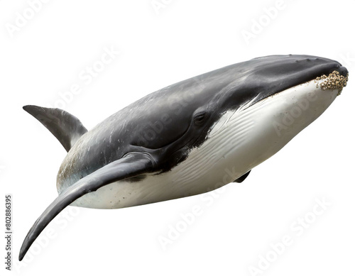Finnwal isoliert auf weißen Hintergrund, Freisteller 
