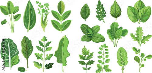 Green vegetables leaf set. Natural salad leaves and herbs photo