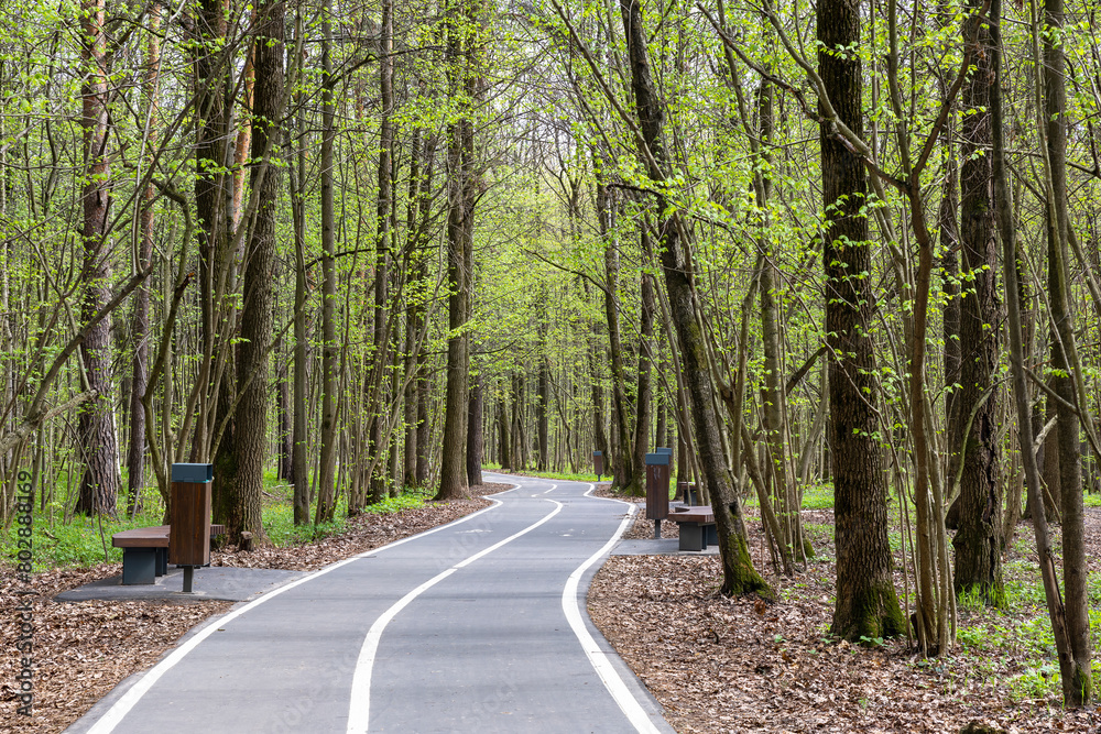 Fototapeta premium road in the forest