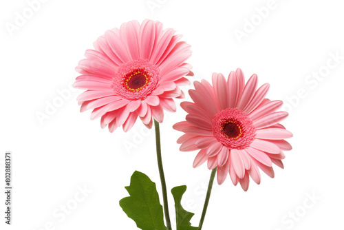 Blossoms of Love. On a White or Clear Surface PNG Transparent Background.
