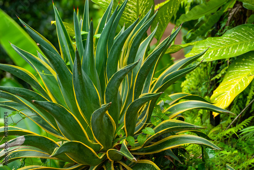 Agave desmetiana Variegata 