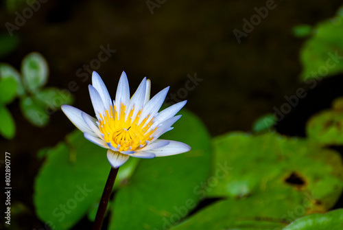 Tropical Water Lily Daubeniana, Lotus flower