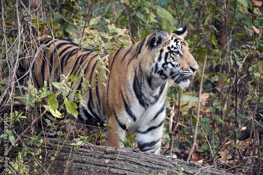 Tigre du Bengale (Panthera Tigris Tigris) dans le parc national de Bandhavgarh , Madhya Pradesh , Inde Tigre du Bengale (Panthera Tigris Tigris) dans le parc national de Bandhavgarh , Madhya Pradesh , Inde