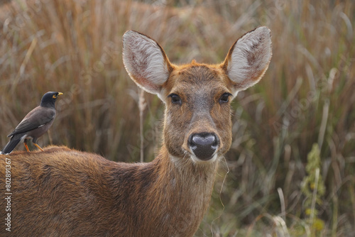 Wallpaper Mural Cerf axis(Axis axis) dans le parc national de Kanha, Madhya Pradesh, Inde Torontodigital.ca