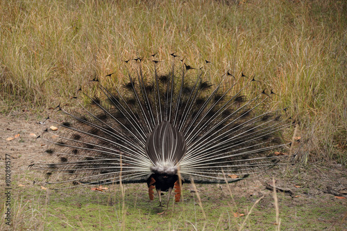 Paons dans le parc national de Bandhavgarh, Madhya Pradesh, Inde photo