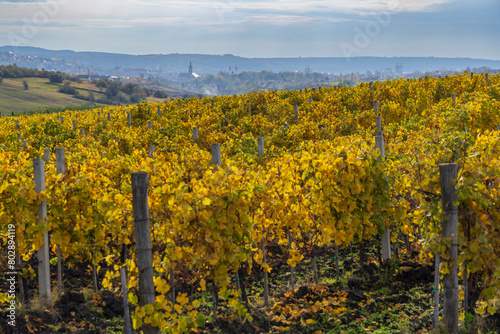 Autumn vineyard near Eger, Matra a Bukk mountains, Heves, Hungary © Richard Semik