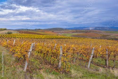 Autumn vineyard near Eger, Matra a Bukk mountains, Heves, Hungary