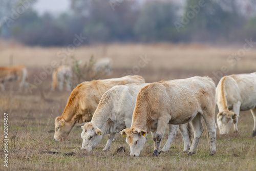 Cow in Hortobagy National Park, UNESCO World Heritage Site, Puszta is one of largest meadow and steppe ecosystems, Hungary