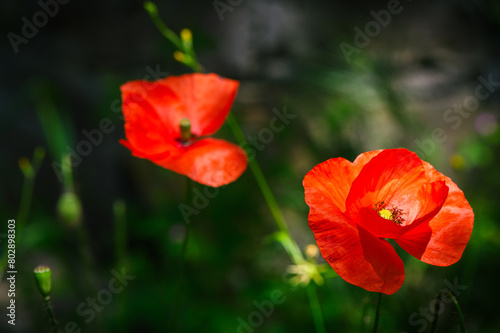 wild red poppy flowers. large poppy field  beautiful flowers. 3