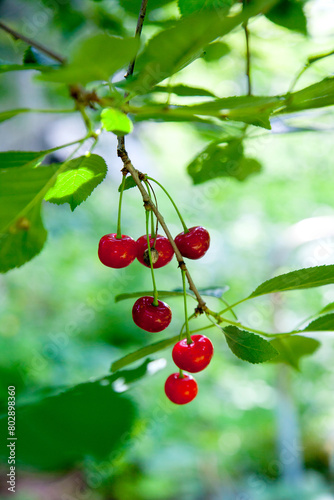 Red ripe juicy cherries berries hanging on cherry tree branch. .